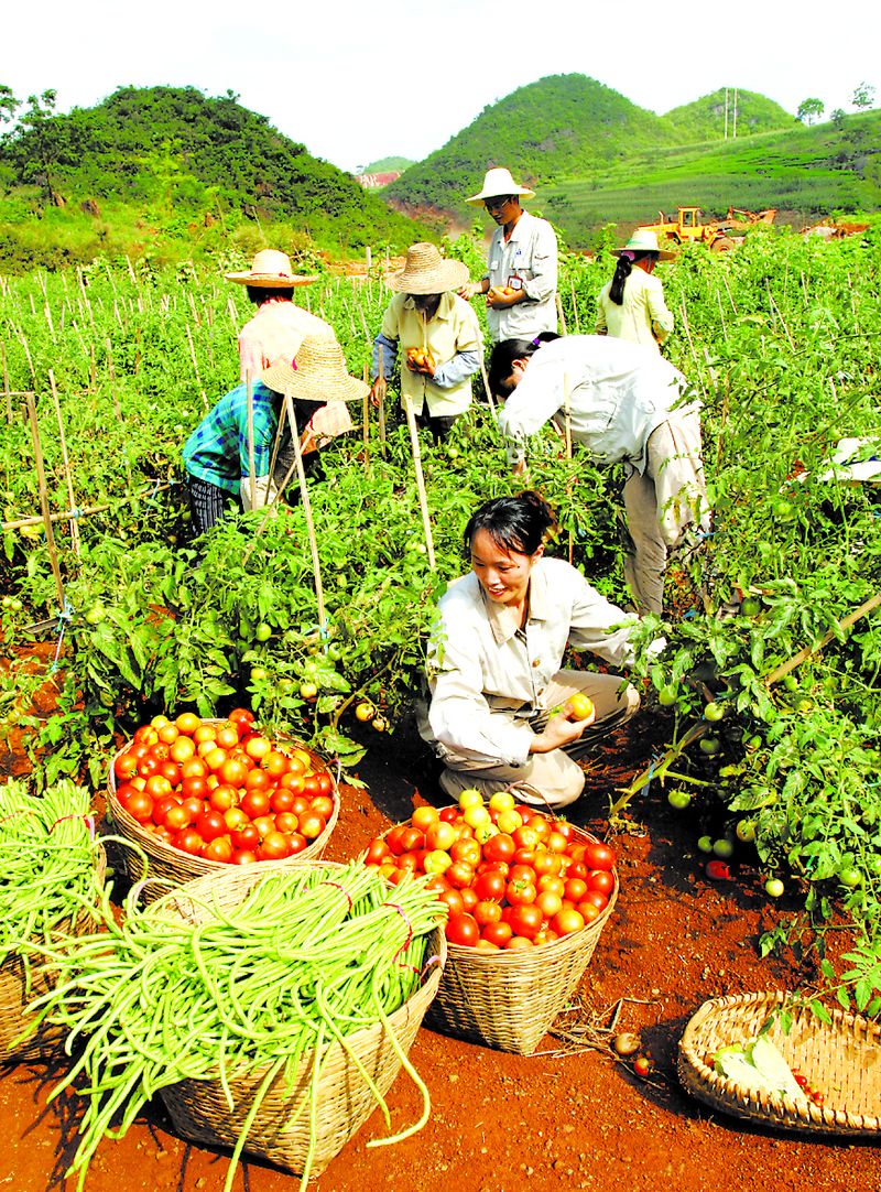 當?shù)剞r(nóng)民在中鋁廣西分公司復(fù)墾后的土地上喜摘豐收的果實。