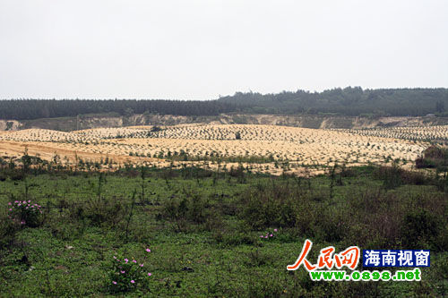 文昌開采鈦礦已經(jīng)有多年，目前中國每年鈦材年需求量在二點(diǎn)五至三萬噸，而國內(nèi)年鈦產(chǎn)量只有一千五百至兩千噸，市場缺口巨大。在國內(nèi)市場上，一噸鈦金屬粉的價(jià)格是六十萬元人民幣，國際市場更高達(dá)每噸八十萬美元。正是因?yàn)殁伒V的極大利潤，才讓很多人對挖采鈦礦趨之若鶩。