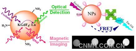 基于稀土KGdF4納米顆粒的光磁多模生物標(biāo)記材料